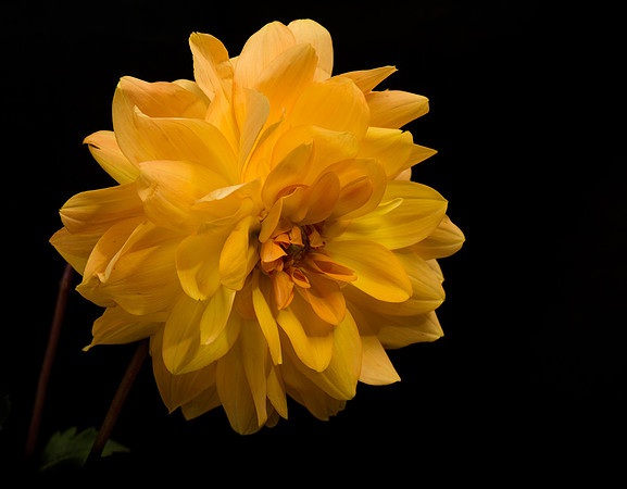 Yellow Dahlia