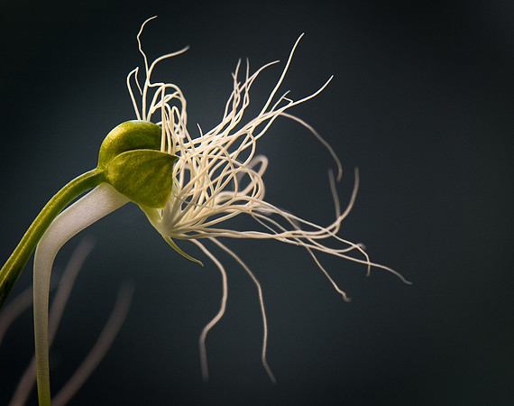 Habanera Medusae