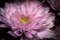 Lavender Mums