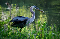 Buddy Attick Lake