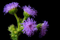 Flower Still Life July 21