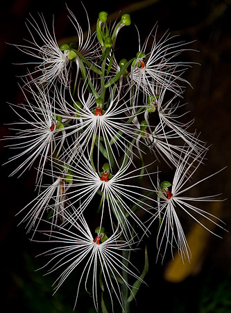 botanicals, flowers, orchids, plants