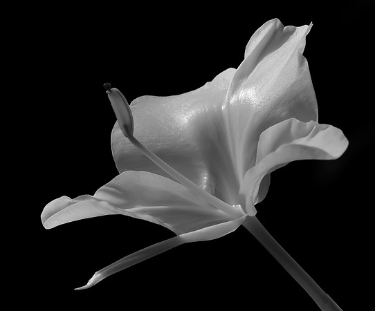 flower, black and white