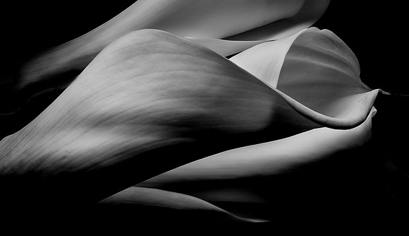 Calla Blossom