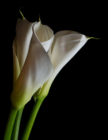 Calla Blossom
