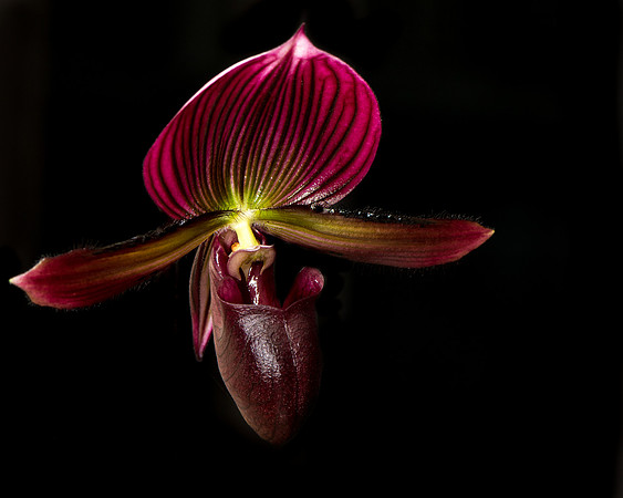 botanicals, flowers, orchids, plants,paphiopedilum