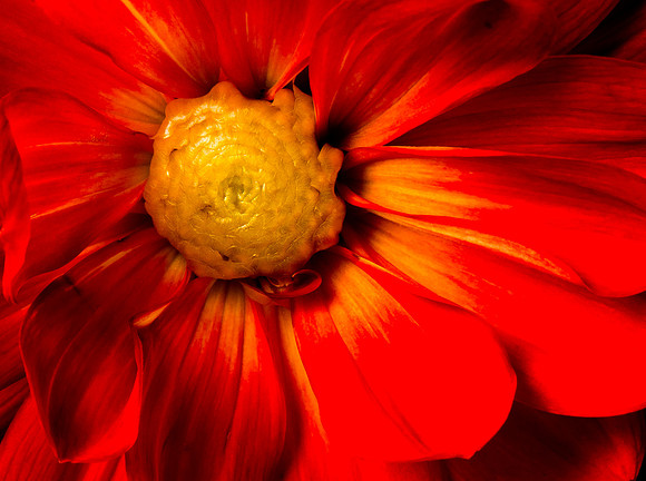 Orange Dahlia