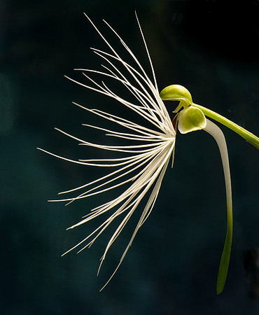 Habanera Medusae