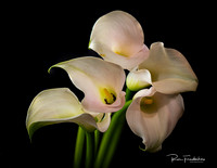 Flowers at Home